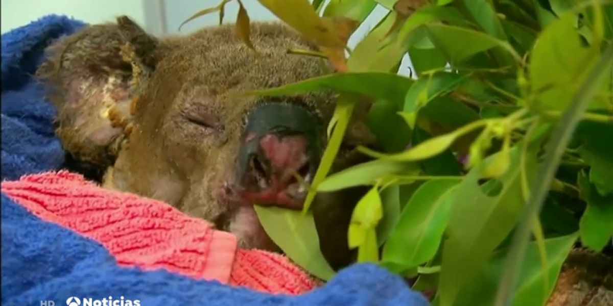 El koala rescatado en medio de las llamas se recupera en un hospital de Australia
