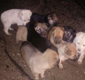Los nueve cachorros tras ser encontrados en el monte. Los nueve cachorros tras ser encontrados en el monte.