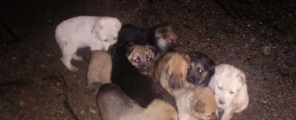 Los nueve cachorros tras ser encontrados en el monte. Los nueve cachorros tras ser encontrados en el monte.