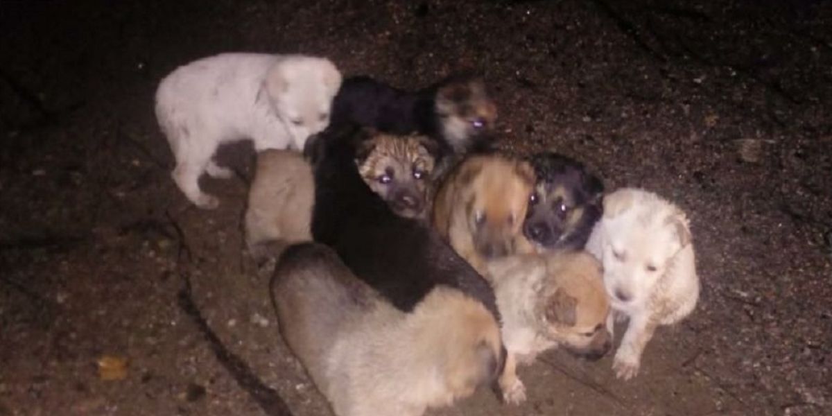 Los nueve cachorros tras ser encontrados en el monte.