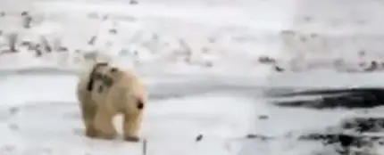 Oso polar pintado al costado Oso polar pintado al costado