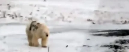Oso polar pintado al costado Oso polar pintado al costado