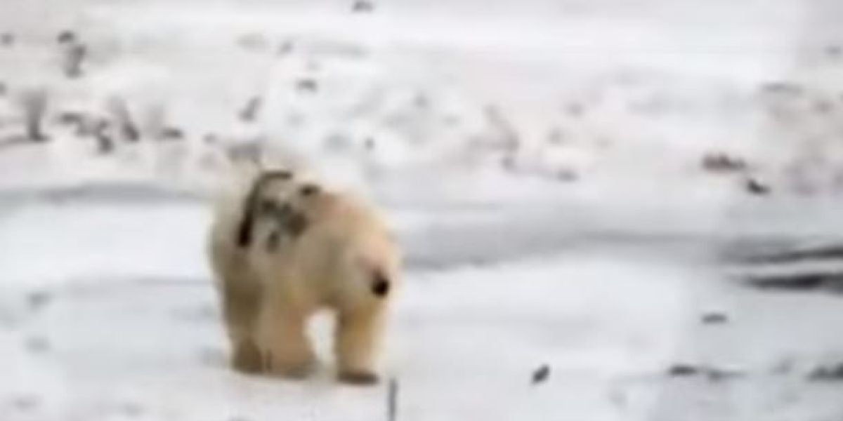 Oso polar pintado al costado