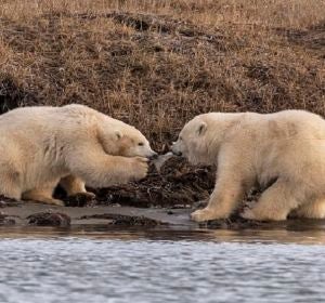 Dos oseznos pelean por un trozo de plástico Dos oseznos pelean por un trozo de plástico
