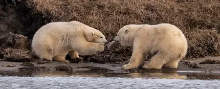 Dos oseznos pelean por un trozo de plástico Dos oseznos pelean por un trozo de plástico