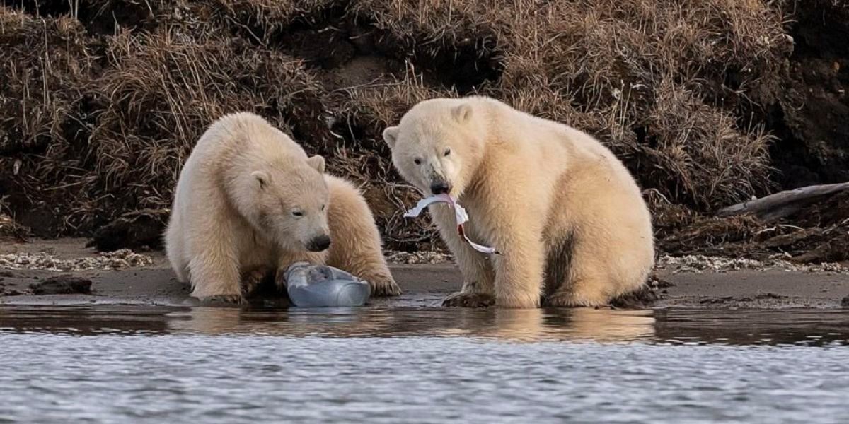 Dos oseznos jugando con restos de basura