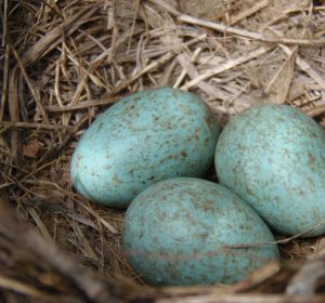 Huevos azules de gallina araucana Huevos azules de gallina araucana
