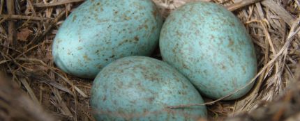 Huevos azules de gallina araucana