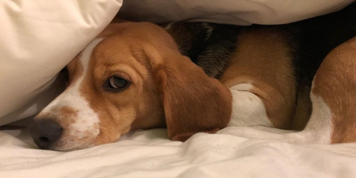 Un perro de la raza beagle asustado