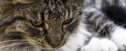 Gato de raza de bosque Noruego Gato de raza de bosque Noruego