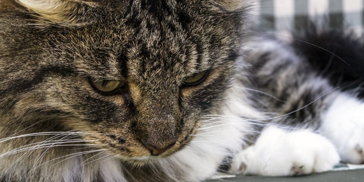 Gato de raza de bosque Noruego