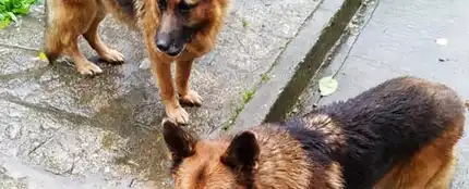 Los dos perros que buscan un hogar porque su dueño está enfermo Los dos perros que buscan un hogar porque su dueño está enfermo