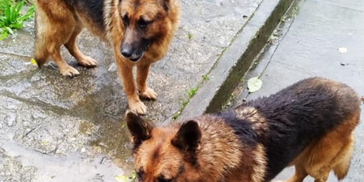 Los dos perros que buscan un hogar porque su dueño está enfermo