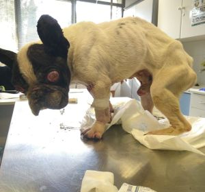 Bulldog francés abandonado en un contenedor de basura Bulldog francés abandonado en un contenedor de basura