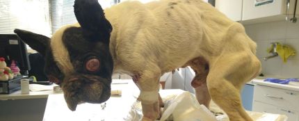 Bulldog francés abandonado en un contenedor de basura