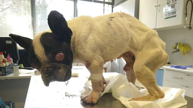 Bulldog francés abandonado en un contenedor de basura