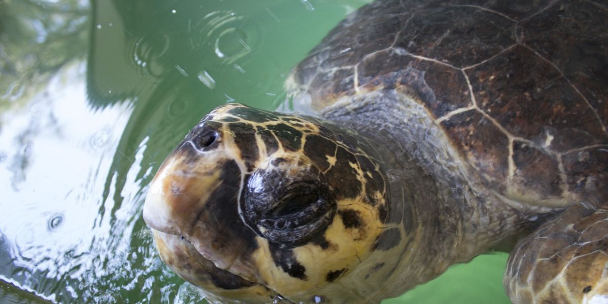 Tortuga caretta caretta