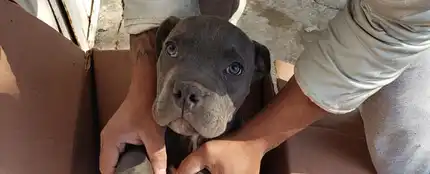 Rene, el cachorro cedido a Xollin Rene, el cachorro cedido a Xollin