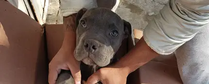 Rene, el cachorro cedido a Xollin Rene, el cachorro cedido a Xollin