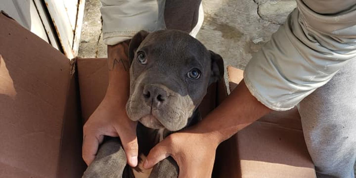Rene, el cachorro cedido a Xollin