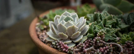 Planta suculenta Planta suculenta