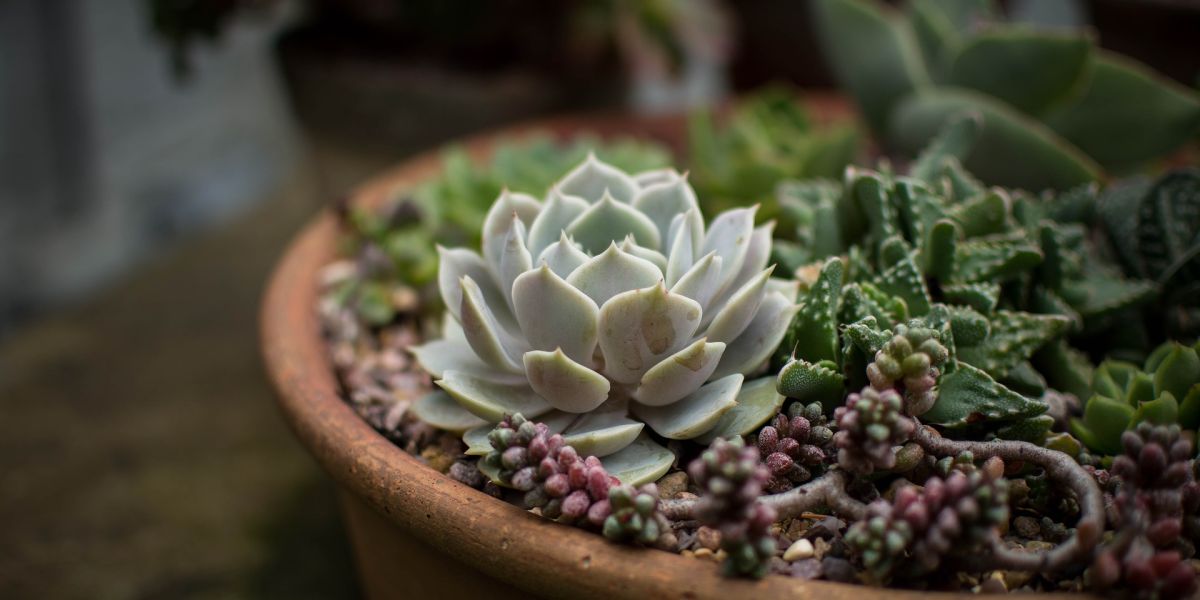 Planta suculenta