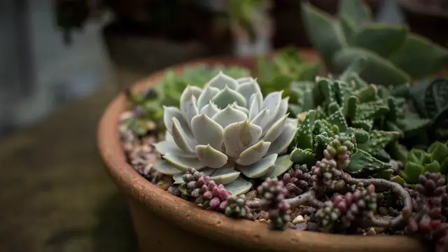Planta suculenta