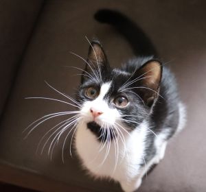 Gato blanco y negro Gato blanco y negro
