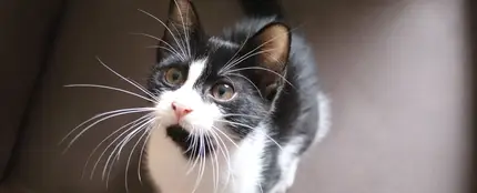 Gato blanco y negro Gato blanco y negro