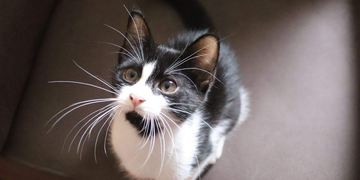 Gato blanco y negro