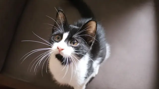 Gato blanco y negro