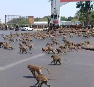 VÍDEO: El coronavirus hace que decenas de monos tailandeses se peleen por un plátano VÍDEO: El coronavirus hace que decenas de monos tailandeses se peleen por un plátano