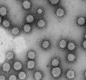 Resultado prometedor de un farmaco contra el mieloma que logra frenar un coronavirus humano Resultado prometedor de un farmaco contra el mieloma que logra frenar un coronavirus humano