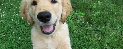 Golden Retriever Golden Retriever