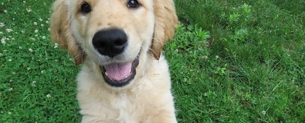 Golden Retriever Golden Retriever