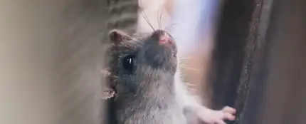 Un ratón Un ratón