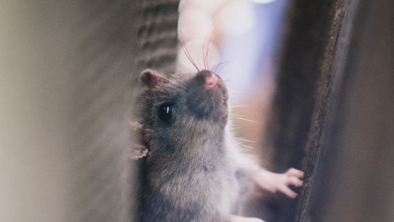 Un ratón Un ratón