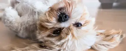 Como seguir cuidando de tu mascota ante la crisis del COVID 19 Como seguir cuidando de tu mascota ante la crisis del COVID 19