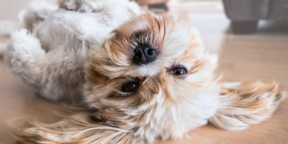 Como seguir cuidando de tu mascota ante la crisis del COVID 19