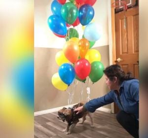 Atan a un perro a un montón de globos y lo hacen volar como en la película 'Up' Atan a un perro a un montón de globos y lo hacen volar como en la película 'Up'