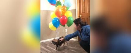 Atan a un perro a un montón de globos y lo hacen volar como en la película &#39;Up&#39;