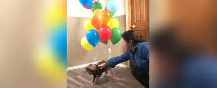 Atan a un perro a un montón de globos y lo hacen volar como en la película 'Up' Atan a un perro a un montón de globos y lo hacen volar como en la película 'Up'