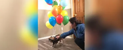 Atan a un perro a un montón de globos y lo hacen volar como en la película 'Up' Atan a un perro a un montón de globos y lo hacen volar como en la película 'Up'