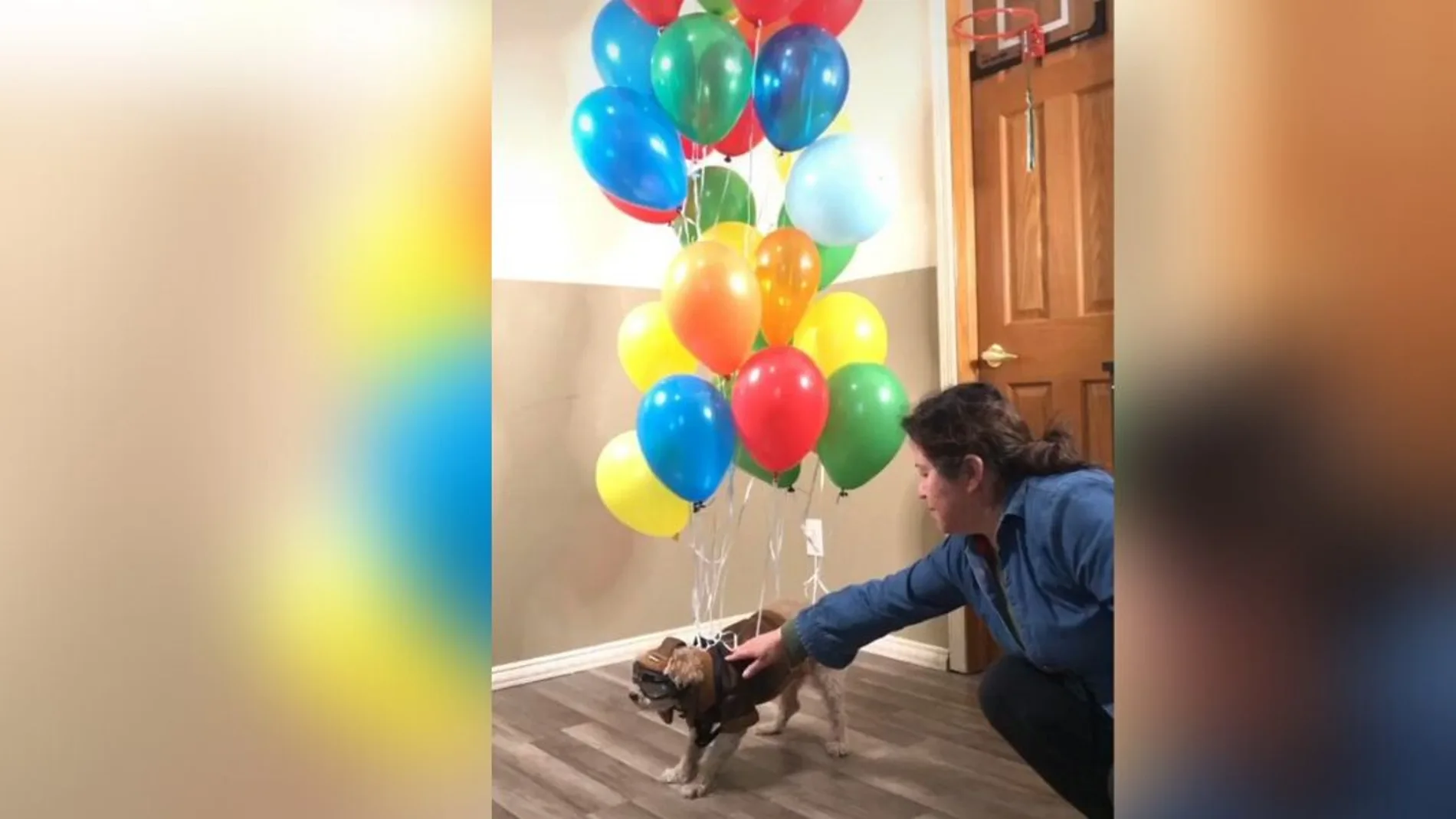 Atan a un perro a un montón de globos y lo hacen volar como en la película 'Up' Atan a un perro a un montón de globos y lo hacen volar como en la película 'Up'