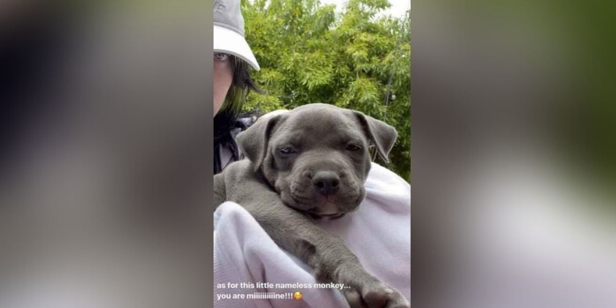 El perrito que Billie Eilish ha adoptado