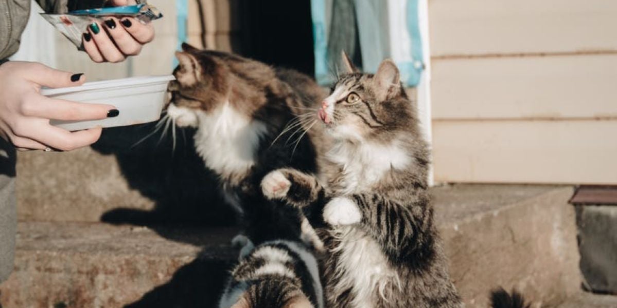 Una mujer alimentando a unos gatitos