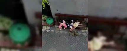 Imagen de un mono secuestrando a una niña en Indonesia Imagen de un mono secuestrando a una niña en Indonesia