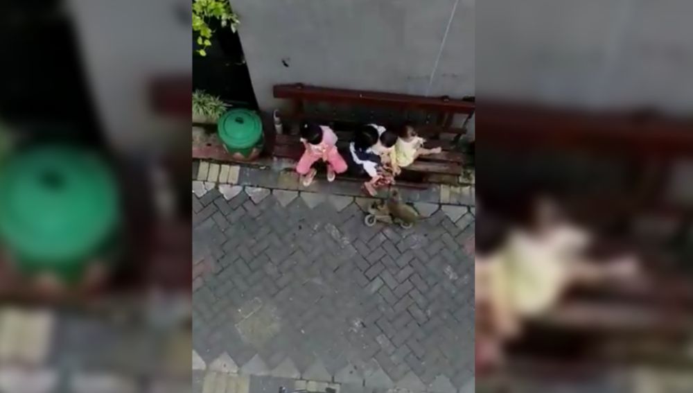 Imagen de un mono secuestrando a una niña en Indonesia