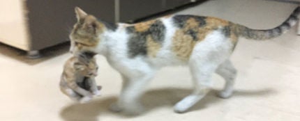 Una gata llevando a su cría enferma al hospital