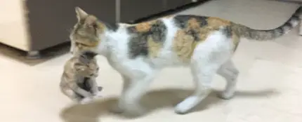 Una gata llevando a su cría enferma al hospital Una gata llevando a su cría enferma al hospital